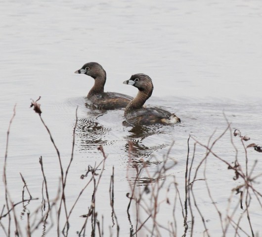 Pied-billed Grebes at Metzger 4-10-17