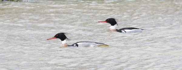 Red-breasted Mergansers - Metzger Marsh