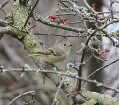 Ruby-crowned Kinglet yard bird - better shot
