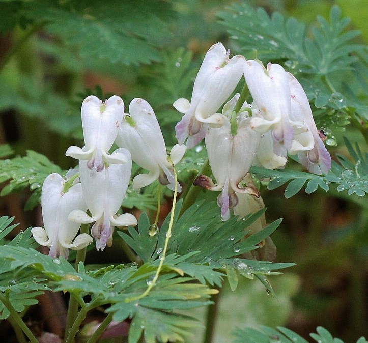 Bleeding hearts v2 (1024x955)