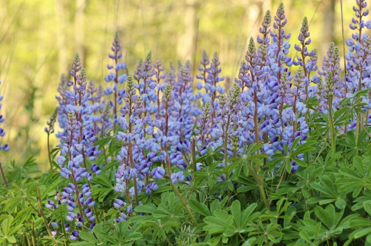 Blue lupines (2) (1280x853)