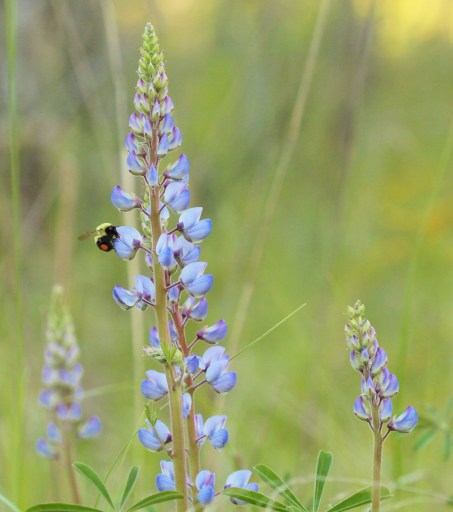 Blue lupines with bee (2) (1132x1280)