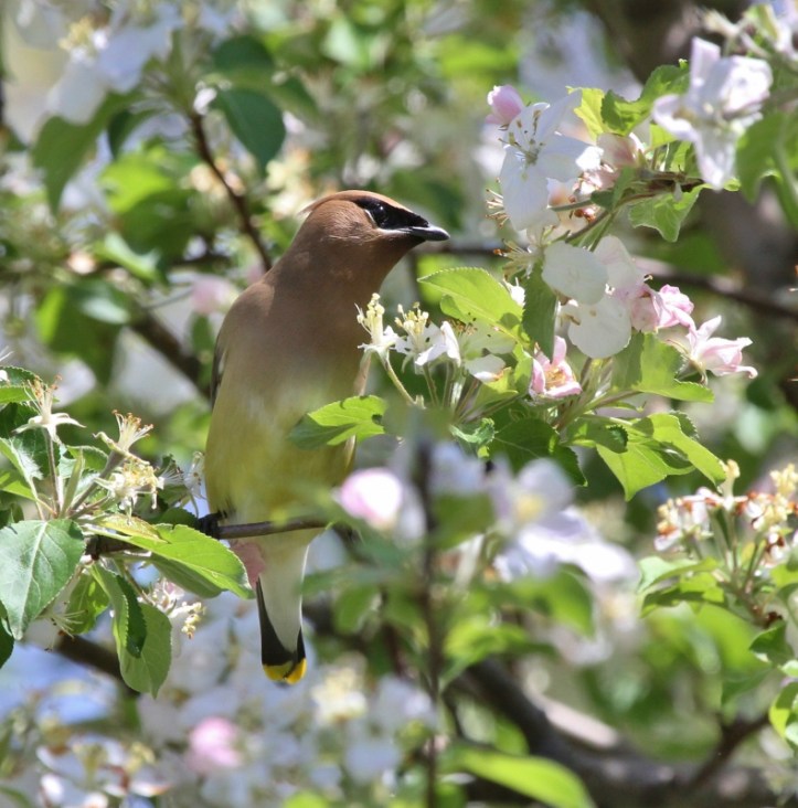 Cedar Waxwing in crabapple tree (790x800)