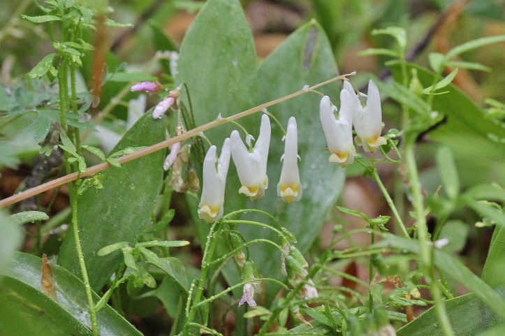 Dutchman's Breeches wildflower at Goll Woods