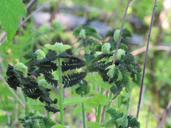 Ferns - weird two shades of green (1280x960)