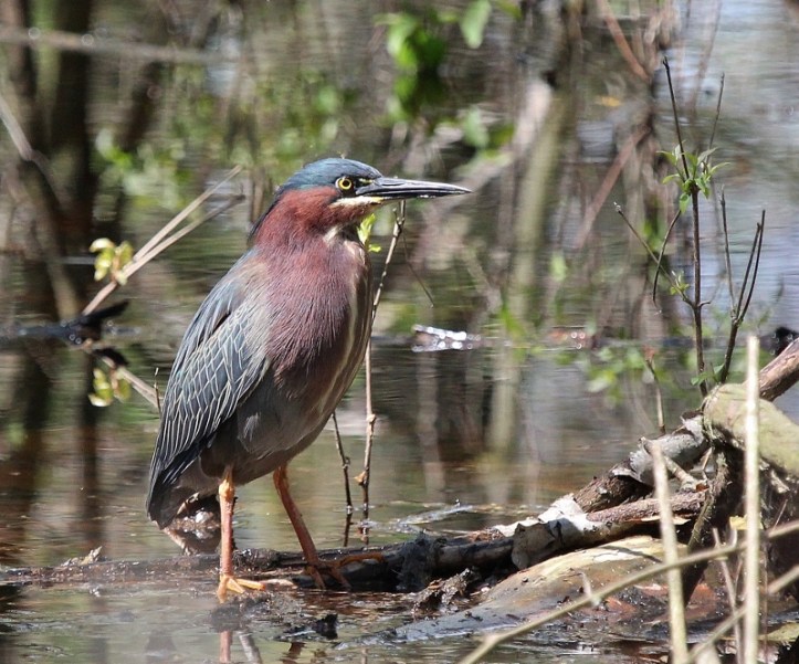 Green Heron at Maumee Bay (800x666)