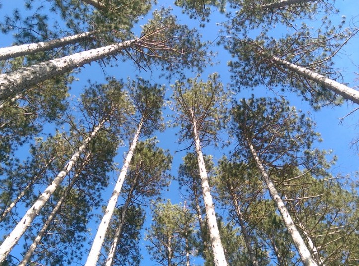 Looking up at tall trees - (800x594)