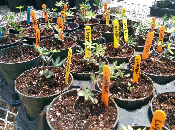 Lupines I transplanted for Toledo Metroparks
