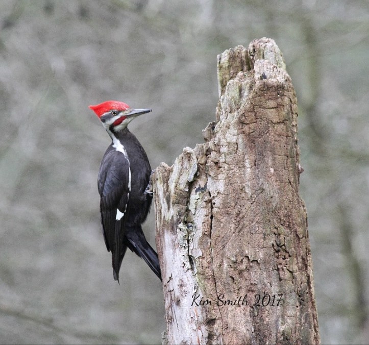 Pileated Woodpecker on snag with sig (800x749)
