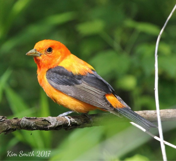 Scarlet Tanager - Metzger Marsh - May 3 2017 with sig