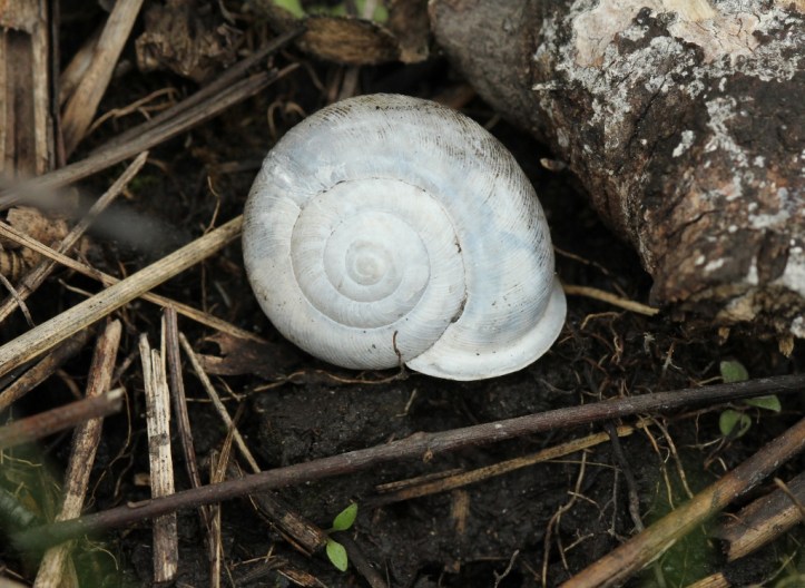 Snail shell from Castalia Prairie v2 (1024x749)