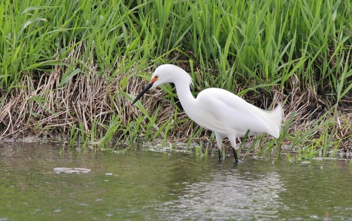 Snowy Egret at Magee Marsh (800x504)