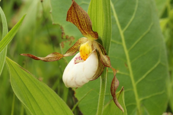 White Lady's-slipper orchid, Cypripedium candidum (1280x853)