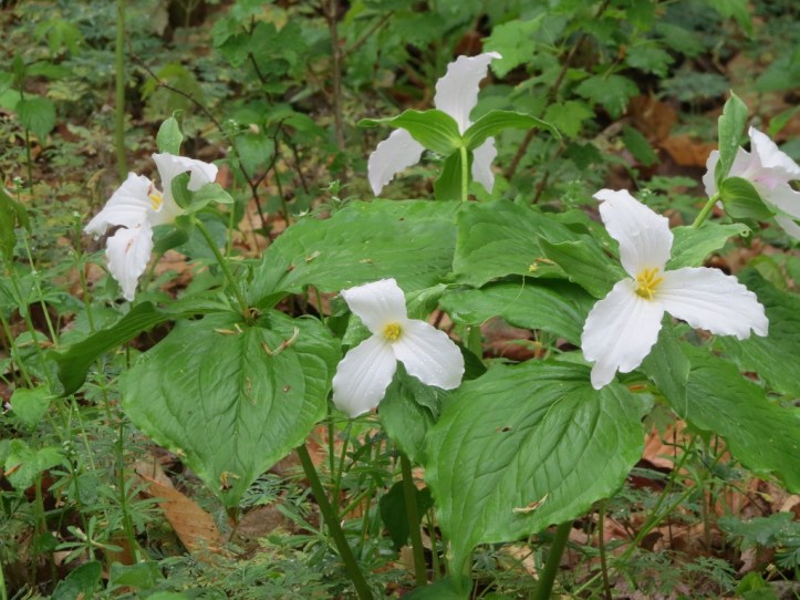 White Trillium - Goll Woods (1024x768)