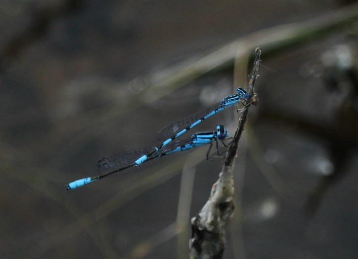 Bluets at Wiregrass Lake
