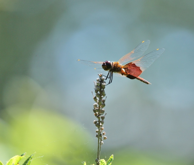 Carolina Saddlebags (640x547)