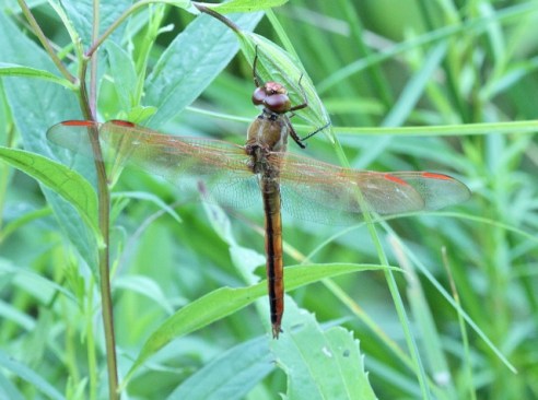 Golden-winged Skimmer (640x477)