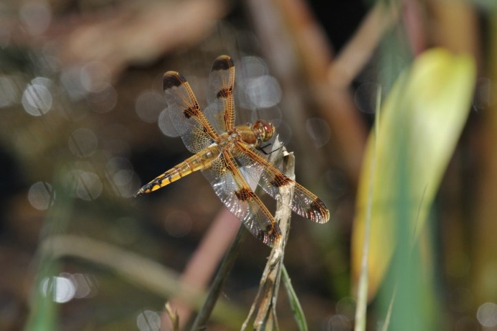 Painted Skimmer dragonfly