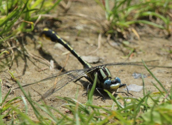 Pronghorn Clubtail dragonfly