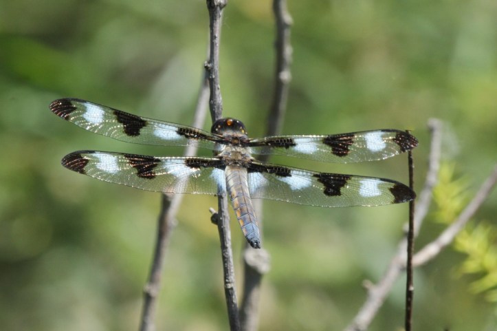 Twelve-spotted Skimmer dragonfly - Irwin Prairie