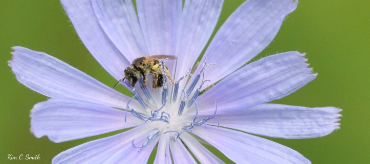 Bee on Chicory flower - close up w sig