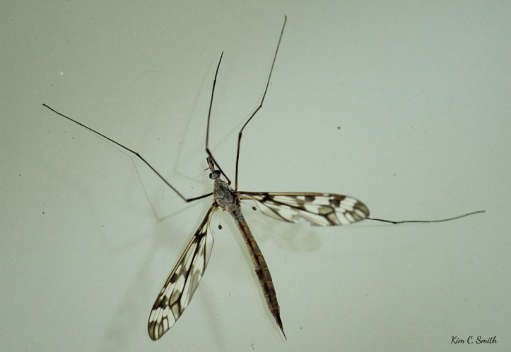 Crane Fly on my window - after I released him from spider web resized w sig