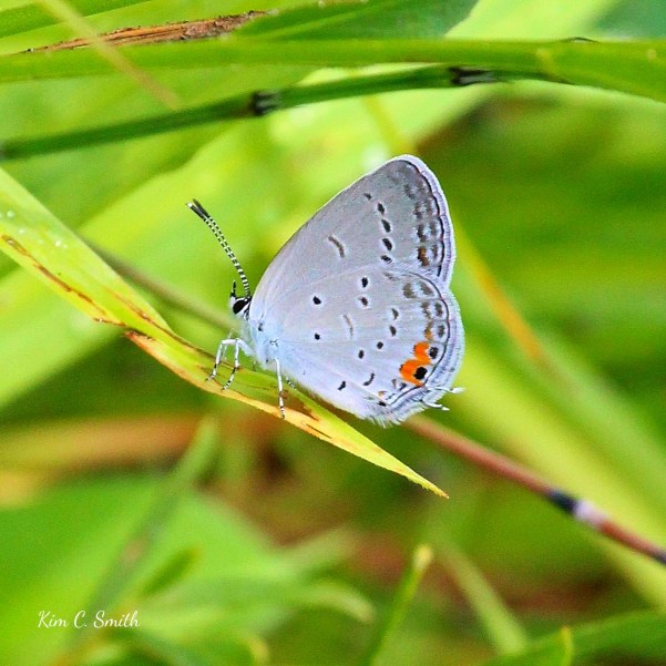 Eastern Tailed Blue butterfly - Cupido comyntas w sig