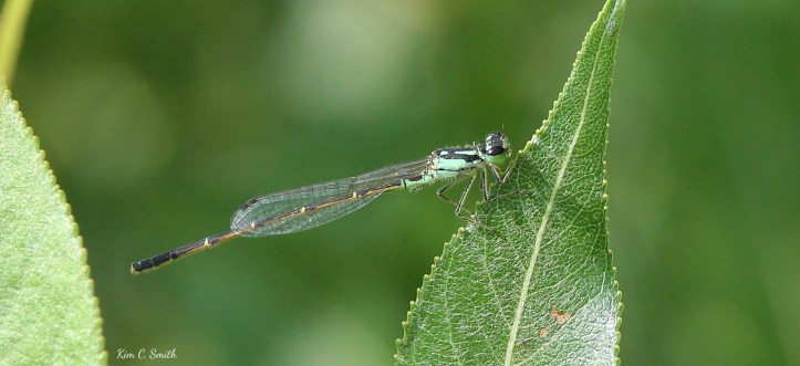 Fragile Forktail damselfly - nice one w sig
