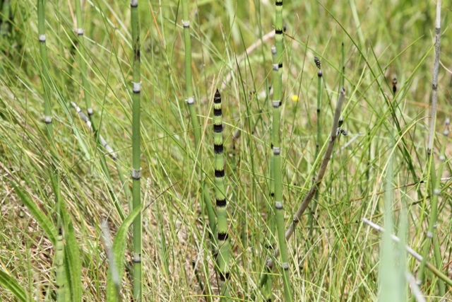 Horsetail - ancient plant - aggressive (640x427)