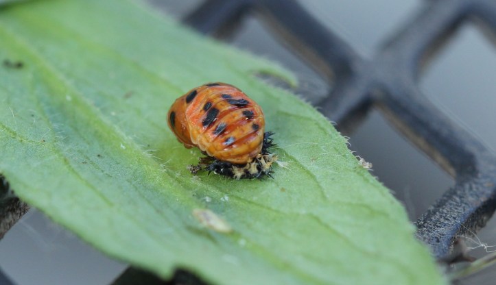 Ladybug pupa - not larva
