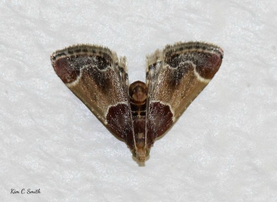 Meal moth - in my house - uh oh - w sig