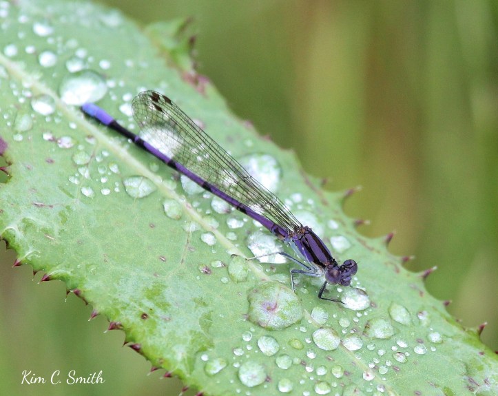 Variable Dancer damselfly drinking from raindrop w sig