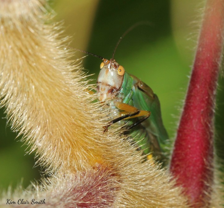 Black-legged Meadow Katydid singing on Sumac (2) w sig
