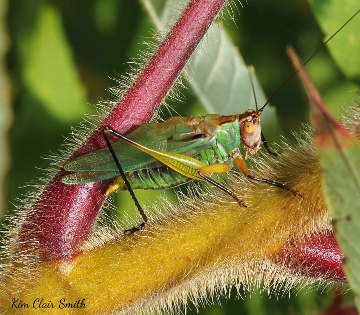 Black-legged Meadow Katydid singing on Sumac (8) w sig