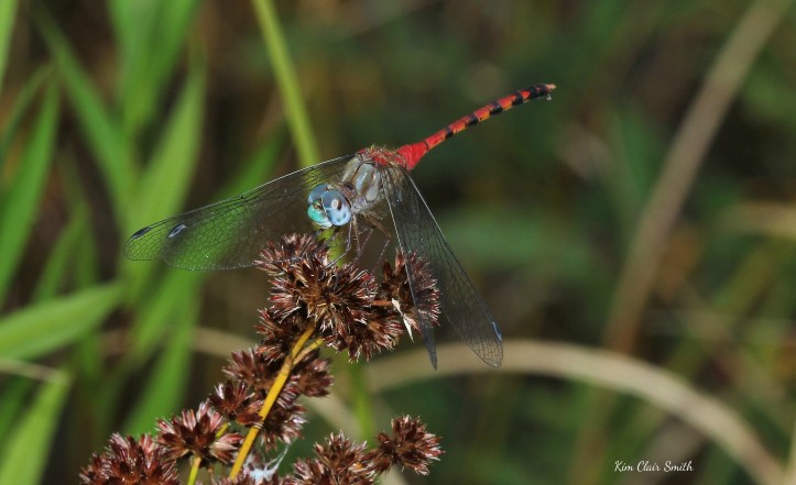Blue-faced Meadowhawk on knotted rush - Juncus nodosus - w sig