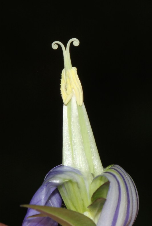 Bottle Gentian - Irwin Prairie (5)