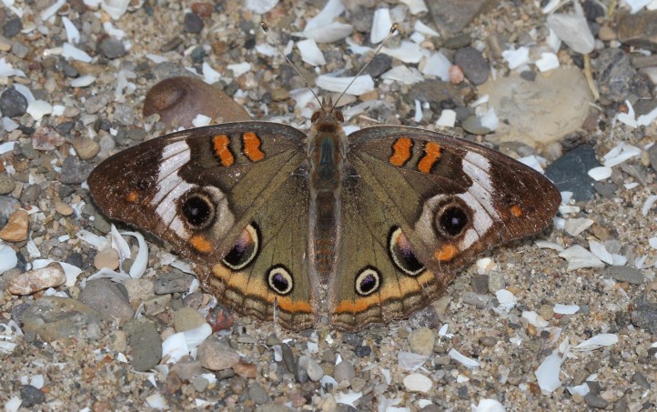 Common Buckeye butterfly - Junonia coenia (2)