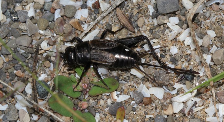 Field cricket female