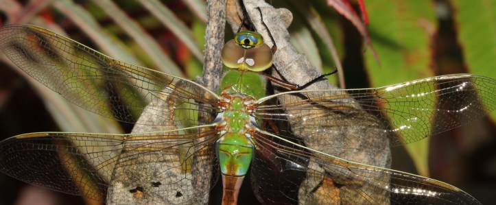 Green Darner female - Anax junius (3)