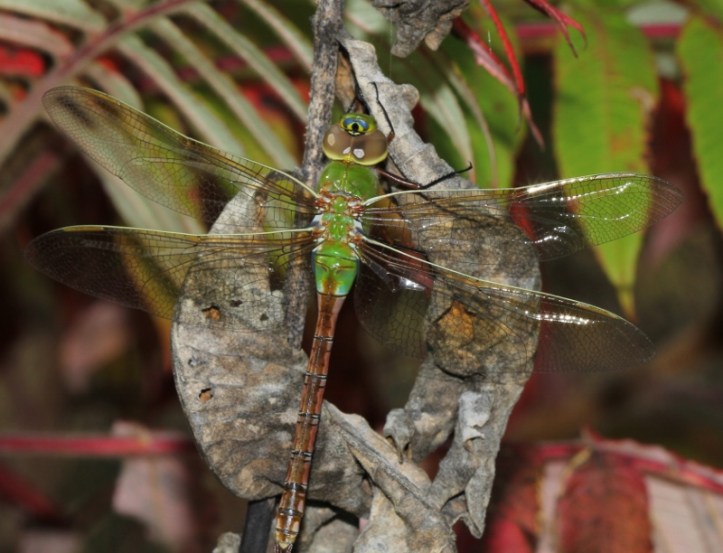 Green Darner female - Anax junius (7) (800x612)