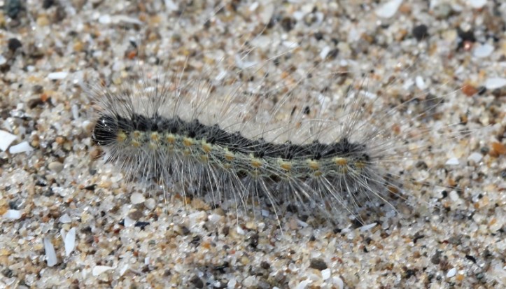 Hyphantria cunea - fall webworm caterpillar (4) (800x457)