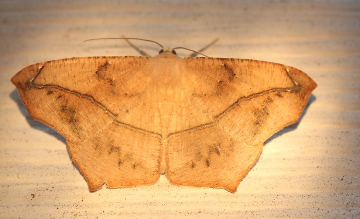 Large Maple Spanworm moth