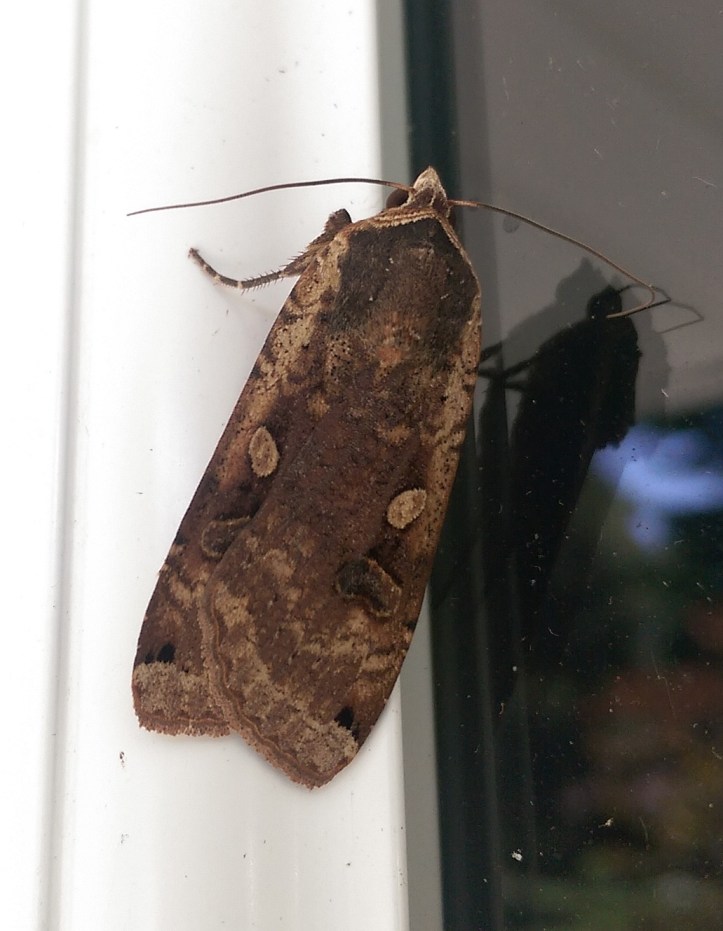 Large Yellow Underwing moth - on my front door (Noctua pronuba)