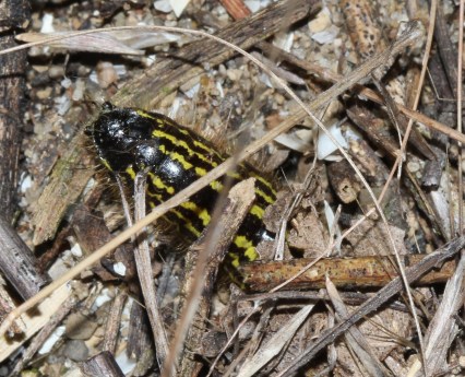 Spotted Datana caterpillar burrowing underground to pupate (2)
