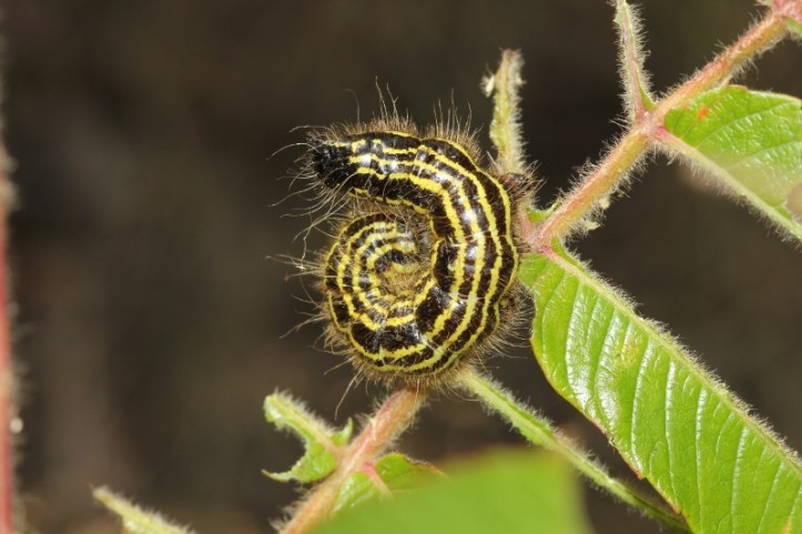 Spotted Datana caterpillar curled up (800x533)