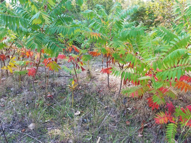 Sumacs at Magee for blog post Sept 2017 (640x480)