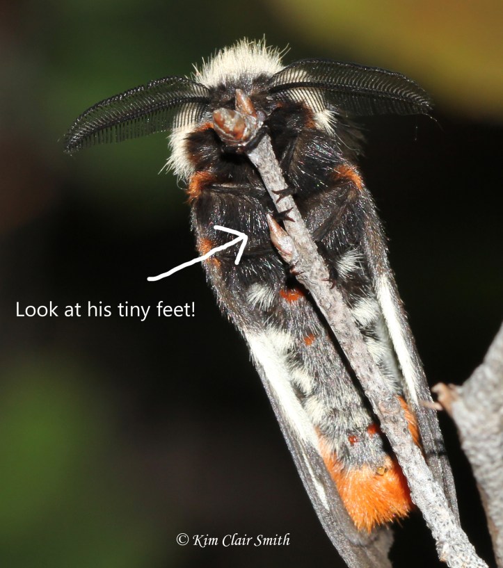 Buck moth with arrow to tiny feet
