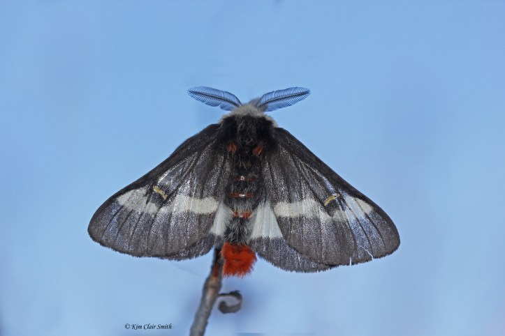 Buck moth dorsal view of spread wings with antennae