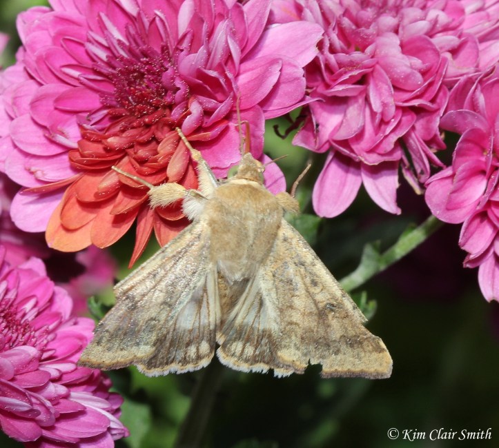 Corn Earworm Moth - Helicoverpa zea w sig