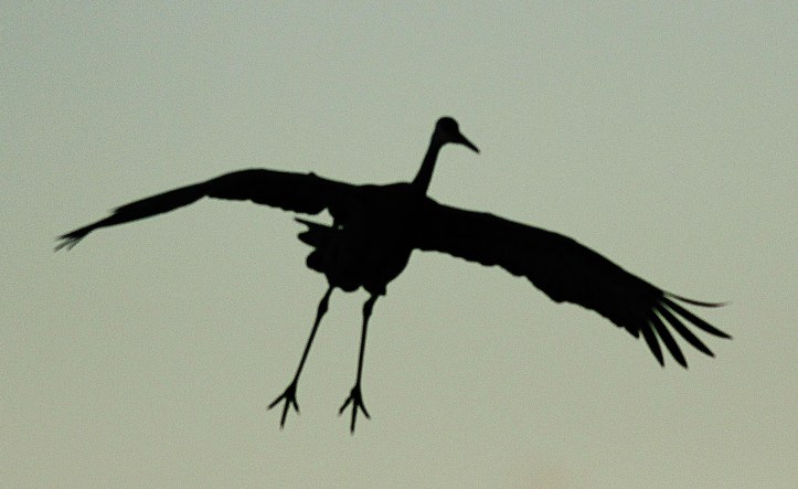 Crane silhouette v1
